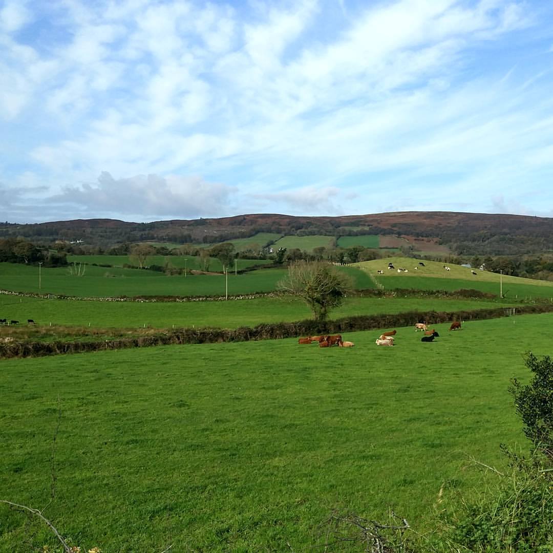 Irlandzka #wsispokojnawsiwesoła :) Nawet się krowom nie chce…