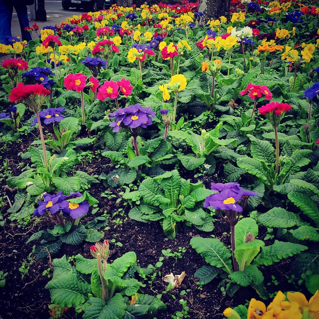 Taką zimę w Irlandii to ja rozumiem :) #flowers #Ireland