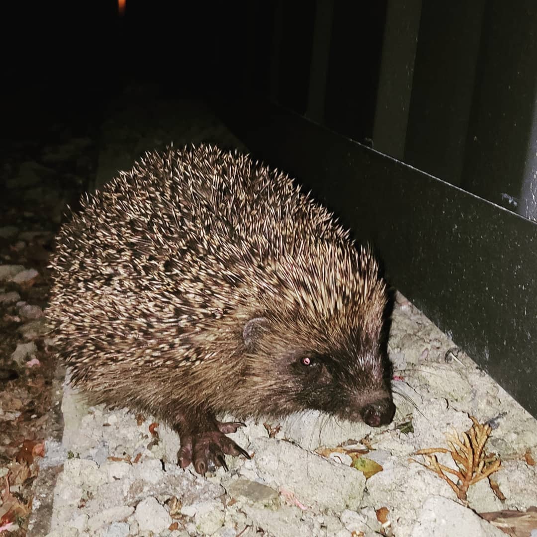 "Dokąd tupta nocą jeż... " (takie skojarzenia zdradzają w…
