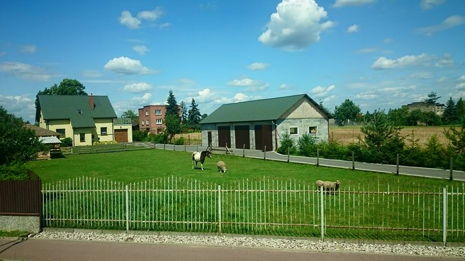 Co prawda obietnicy mesjańskiej, że koń będzie się pasał z owcą…