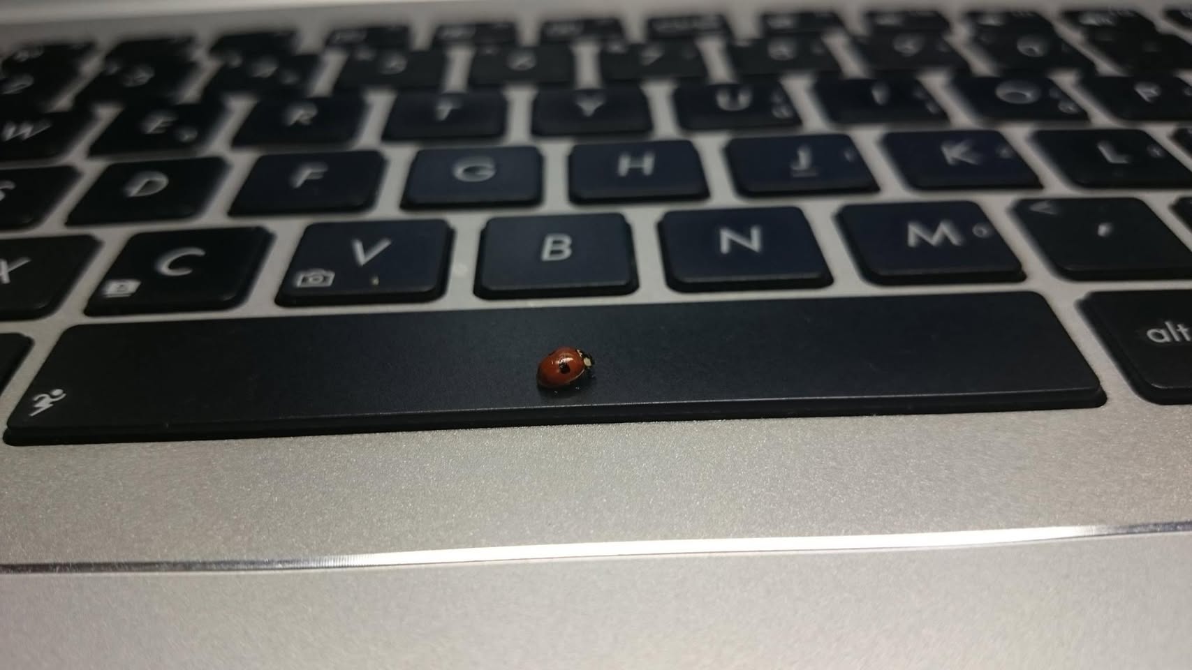 Last night I had an unusual guest :) #ladybird :) --…