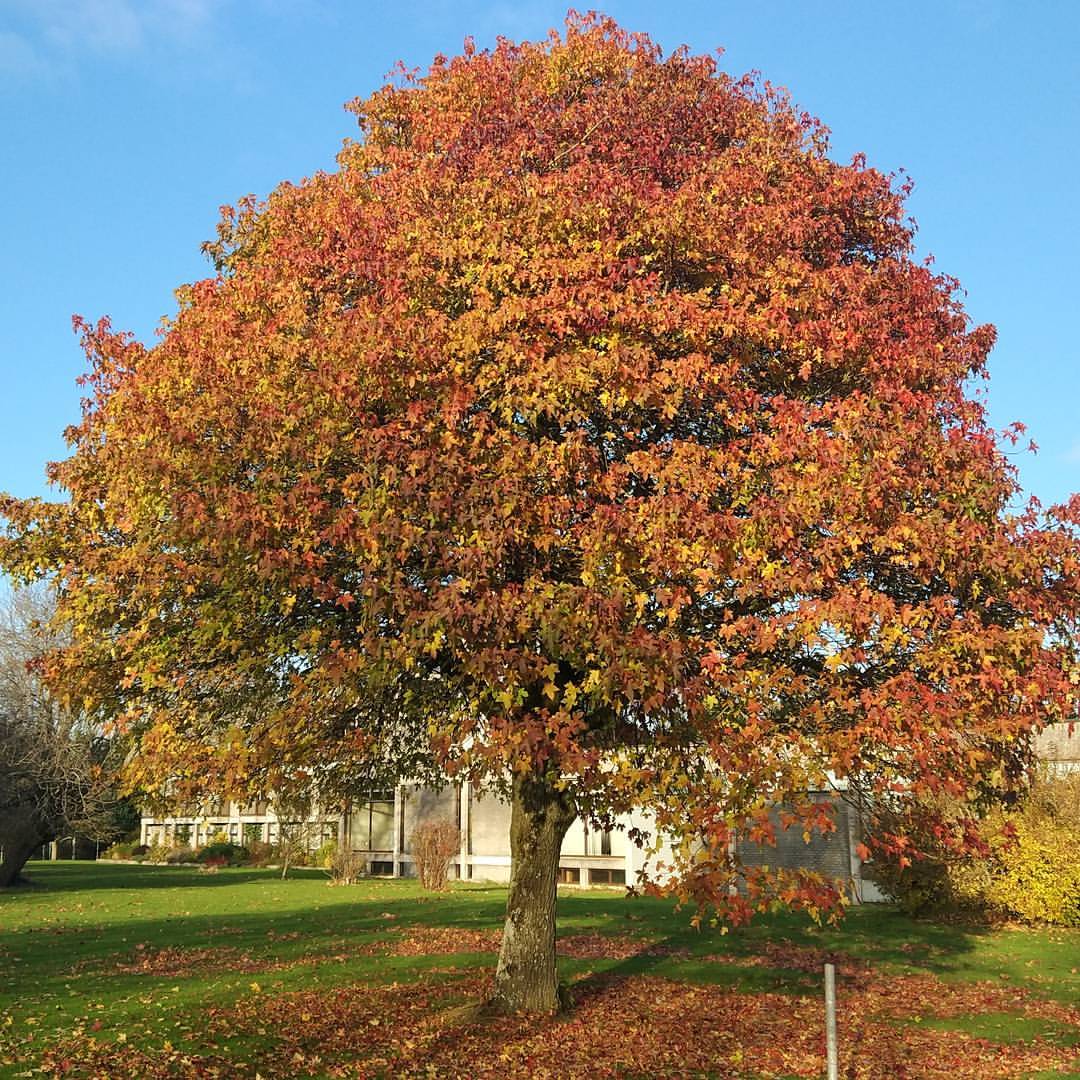 Kolory jesieni :) The beauty of Autumn #nofilter #Autumn…
