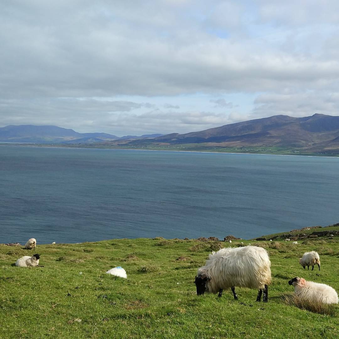Takie to sobie mają niezły wypas :) #nofilter #sheep #sea…