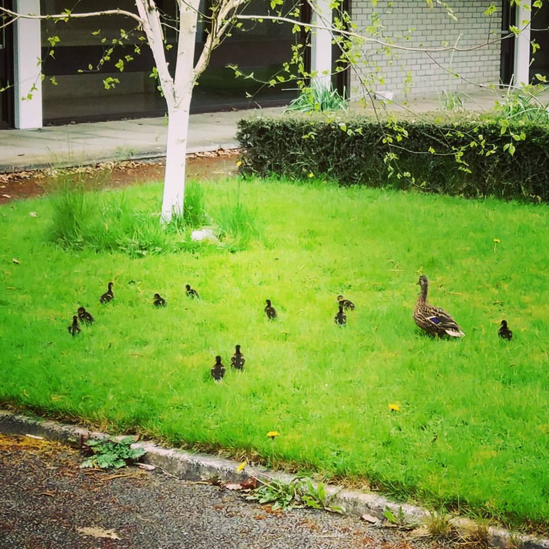 #wildlife in our house in Maynooth A u nas takie kaczuszki…