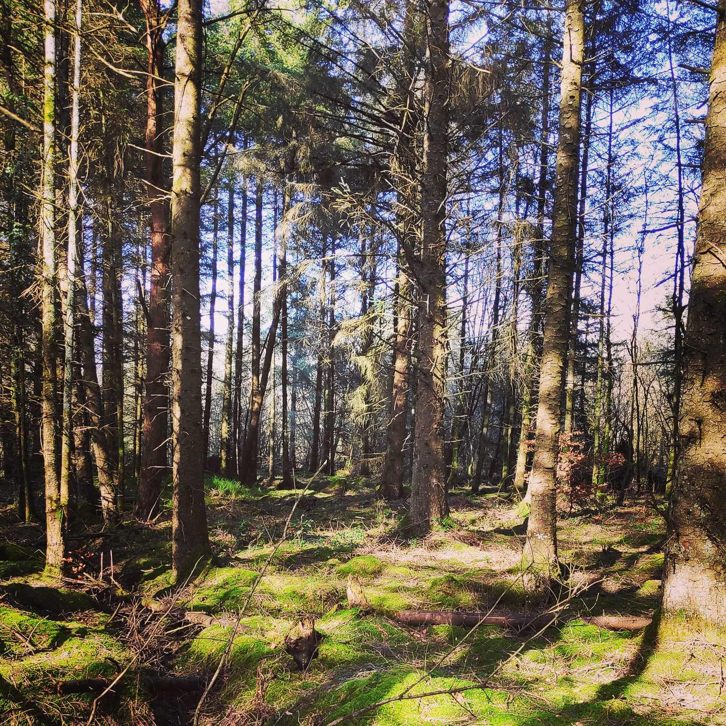 #zespaceru 
Wyprawa modlitewna do okolicznego buszu na cześć św.Patryka. Mam to szczęście obecnie mieszkać w tej części 