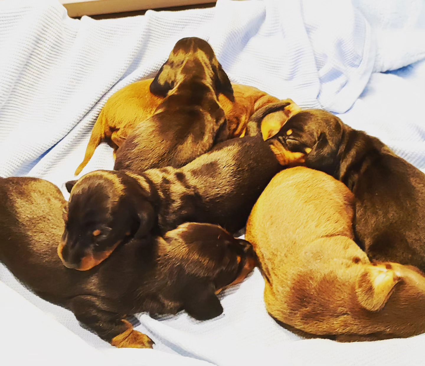 Nic słodszego dziś wieczorem już nie zobaczycie 😎🐶🐶🐶