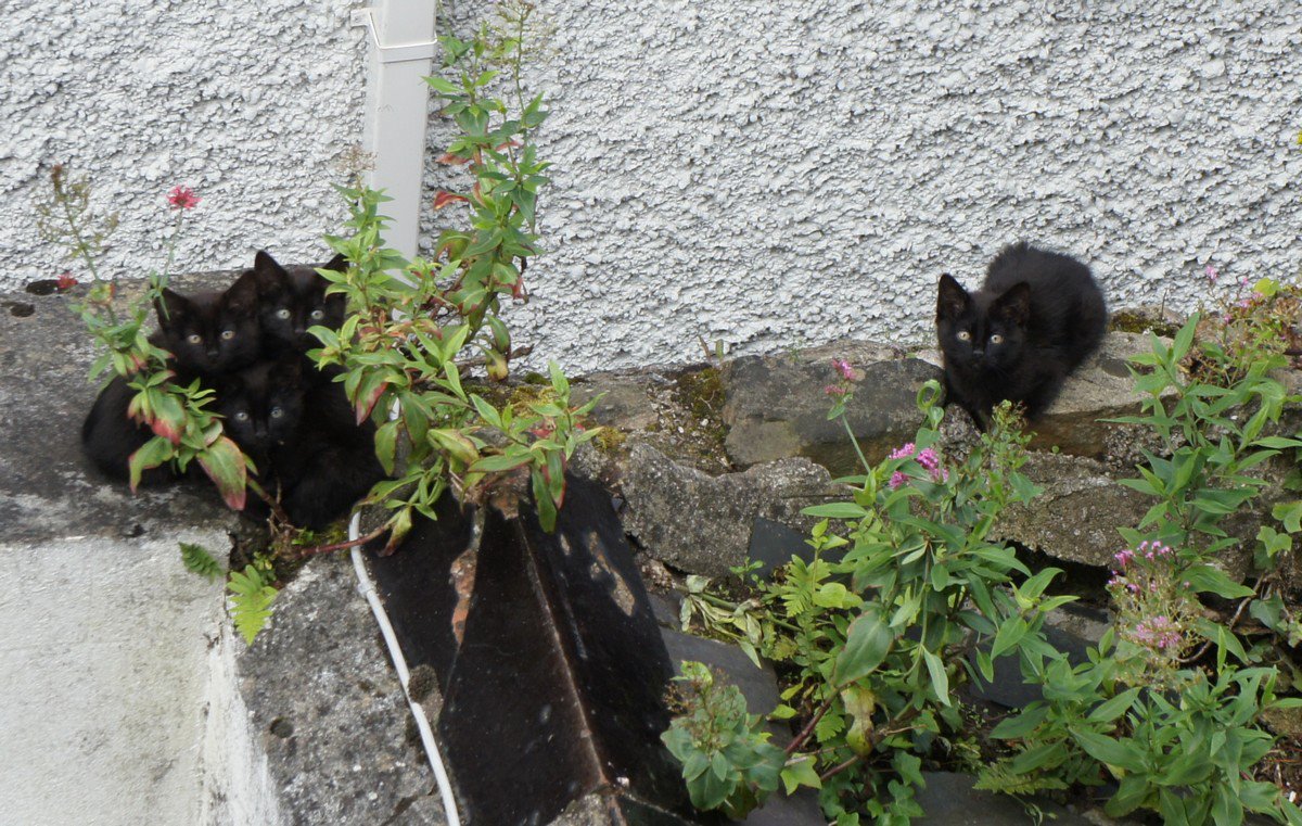 Do you remember a photo about a black cat I shared a few days…